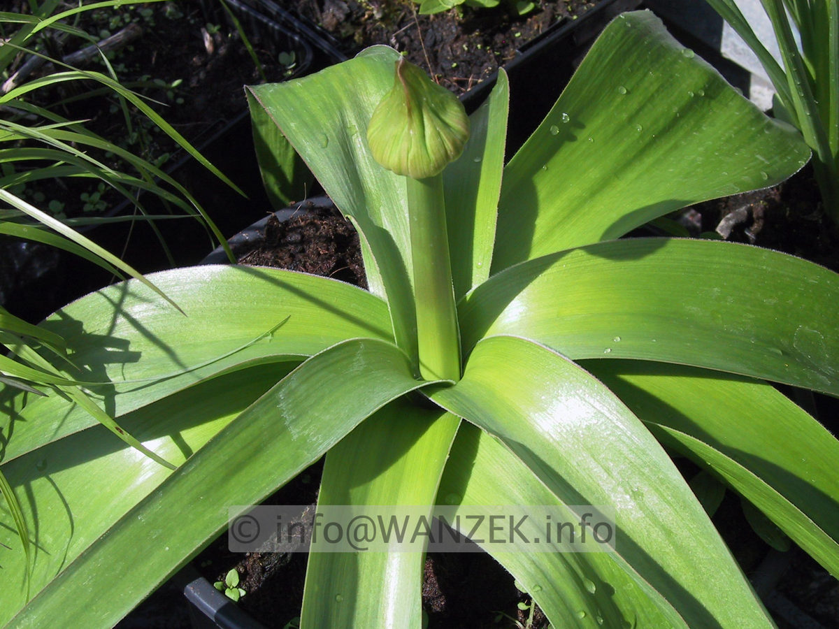 Allium Globemaster - Blatt+Knospe.JPG